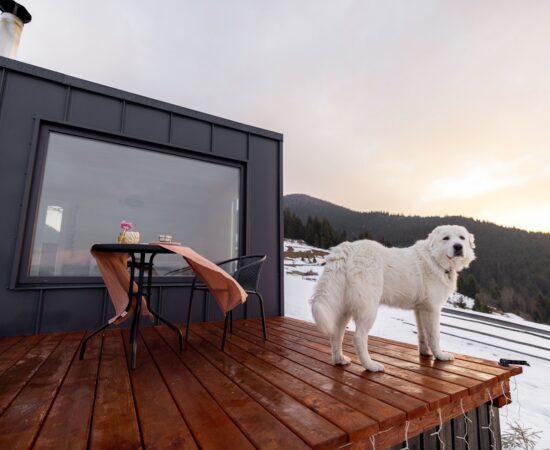dog standing on a deck of a tiny home in the snow