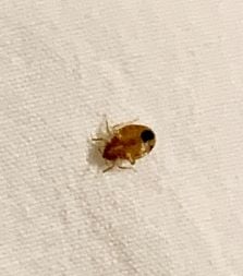 close up of bedbug on a sheet
