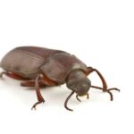 9 Tiny House Bugs – How to Identify & Get Rid Of These Little Invaders!