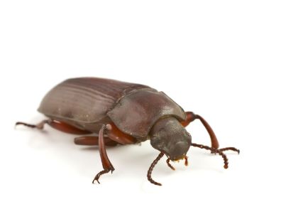 You are currently viewing 9 Tiny House Bugs – How to Identify & Get Rid Of These Little Invaders!