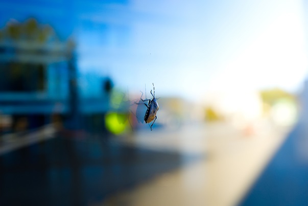 A closeup of brown marmorated stink bug and its reflection on a windowpane on blur background