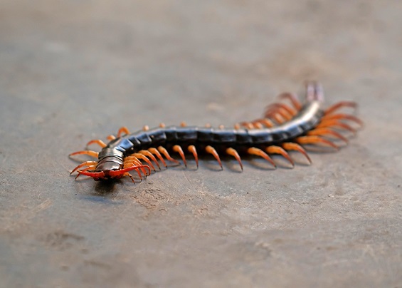 giant centipede or chilopoda on the cement floor