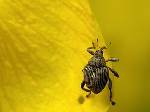 Small weevil on a yellow petal