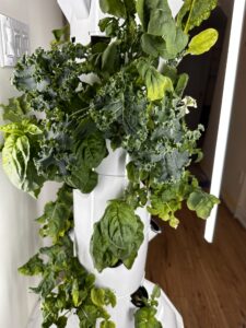 Kale-tower-garden